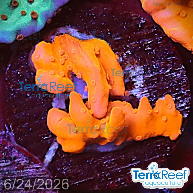 Montipora setosa Coral WYSIWYG Frag 45MidRight