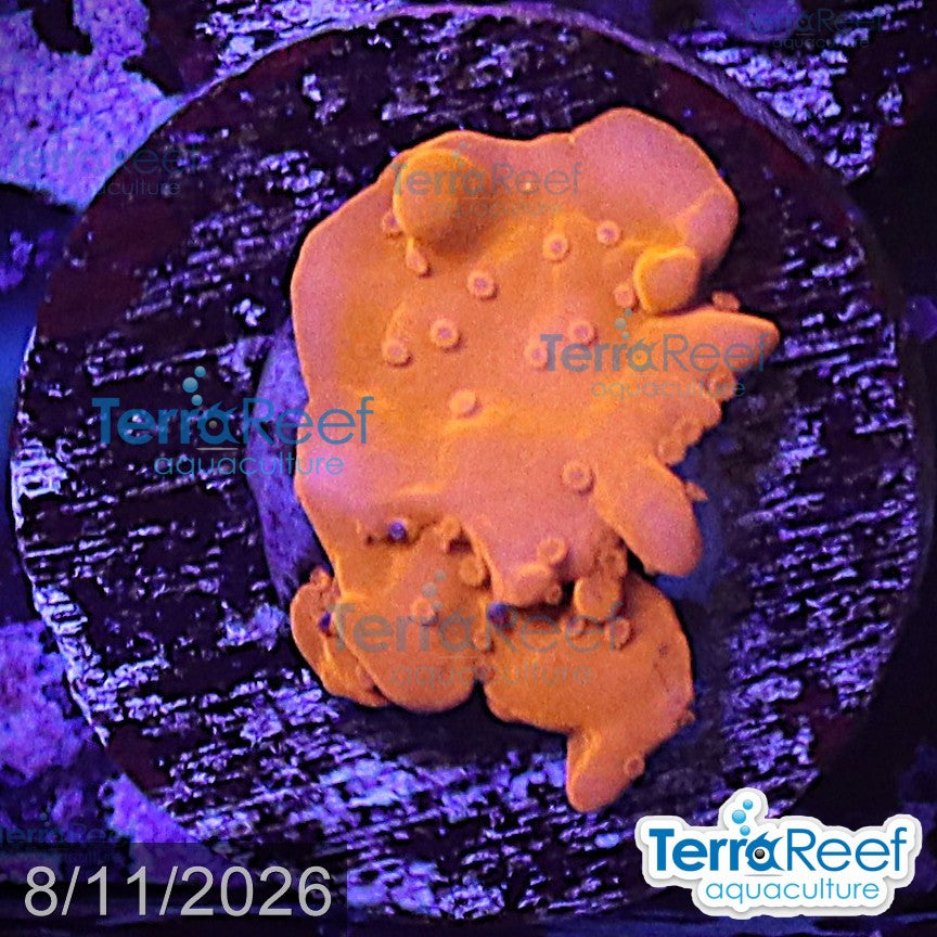 Montipora setosa Coral WYSIWYG Frag 47Left