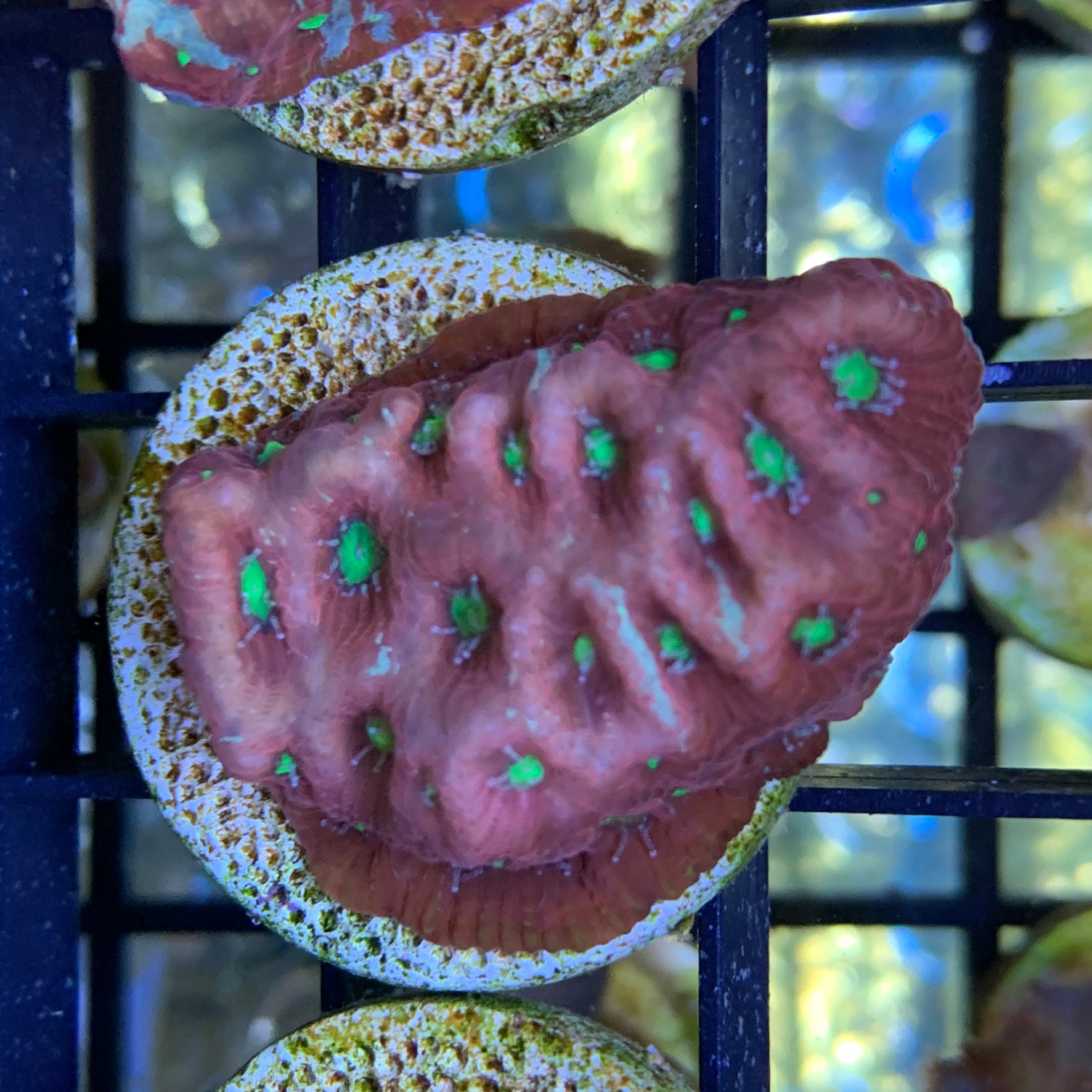 Favites Pentagona War Coral