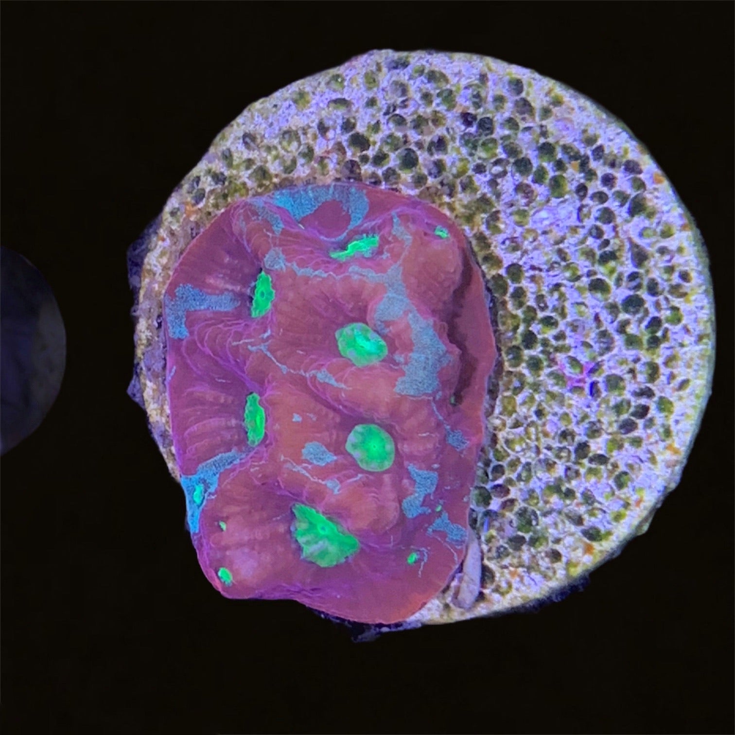 Favites Pentagona War Coral