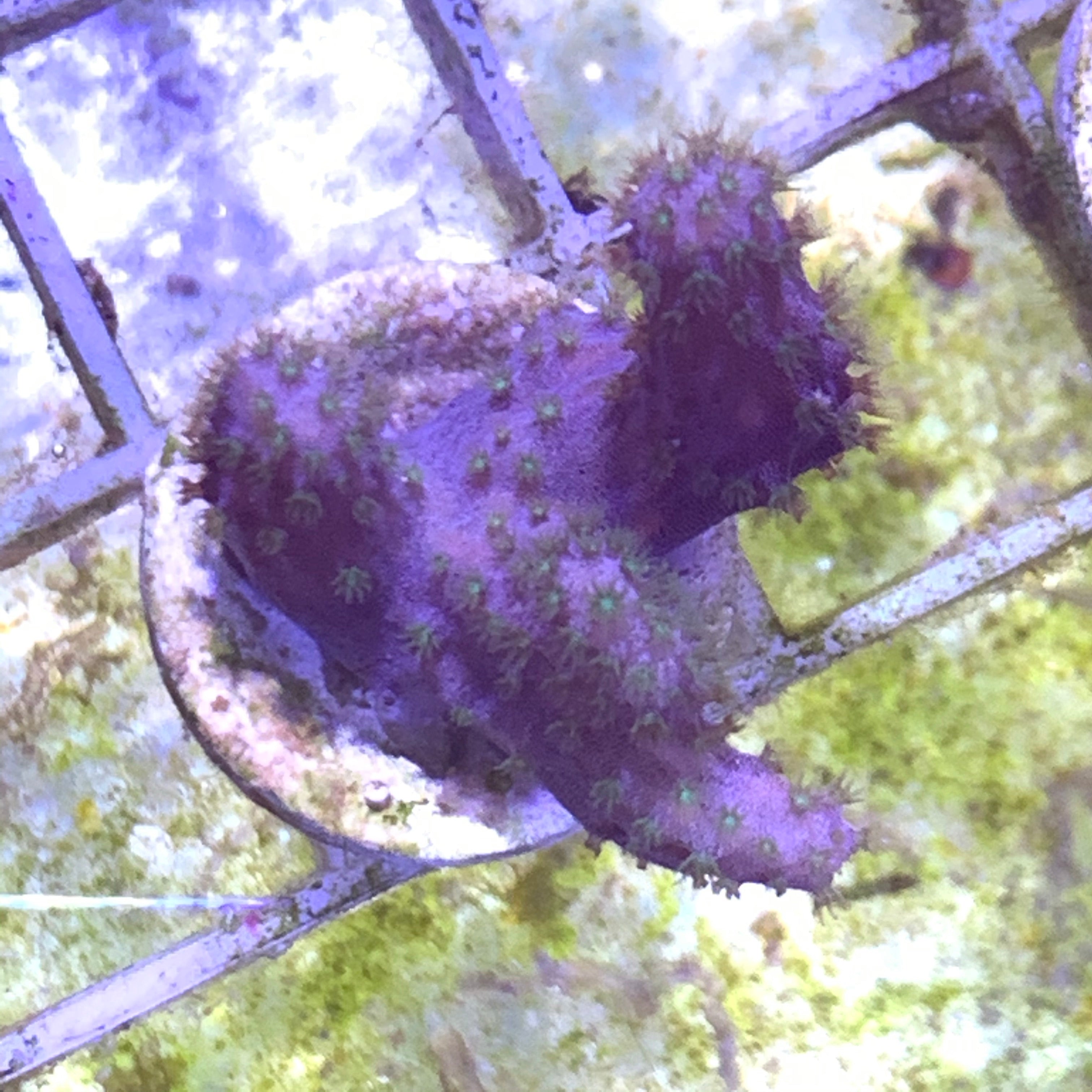 Green Polyp Cladiella Leather