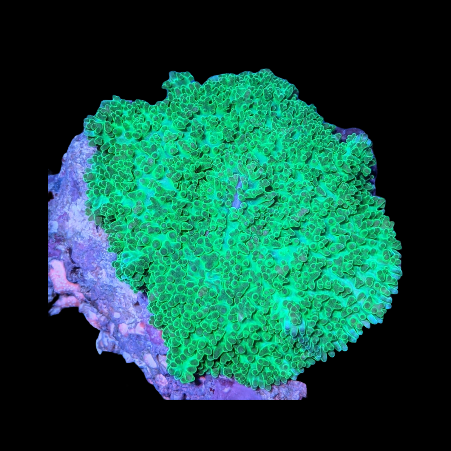 Large Rhodactis inchoata Green Mushroom