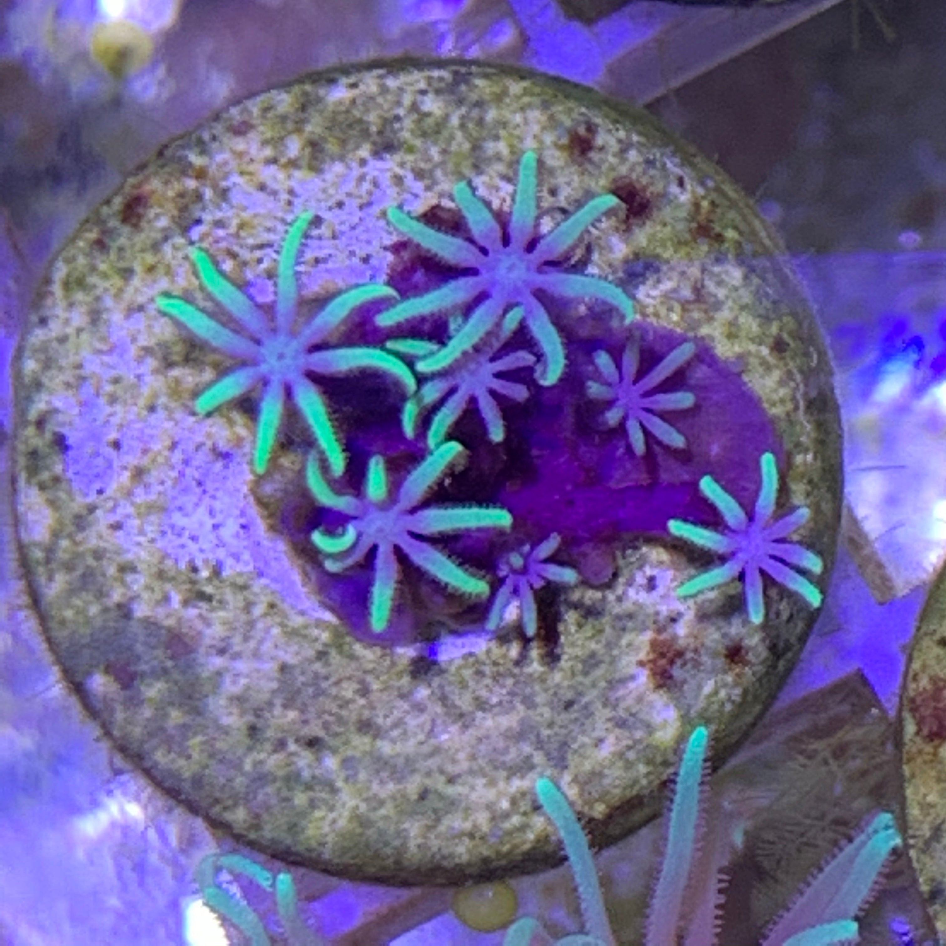 Mini Pachyclavularia violacea Star Polyp (Standard Plug)