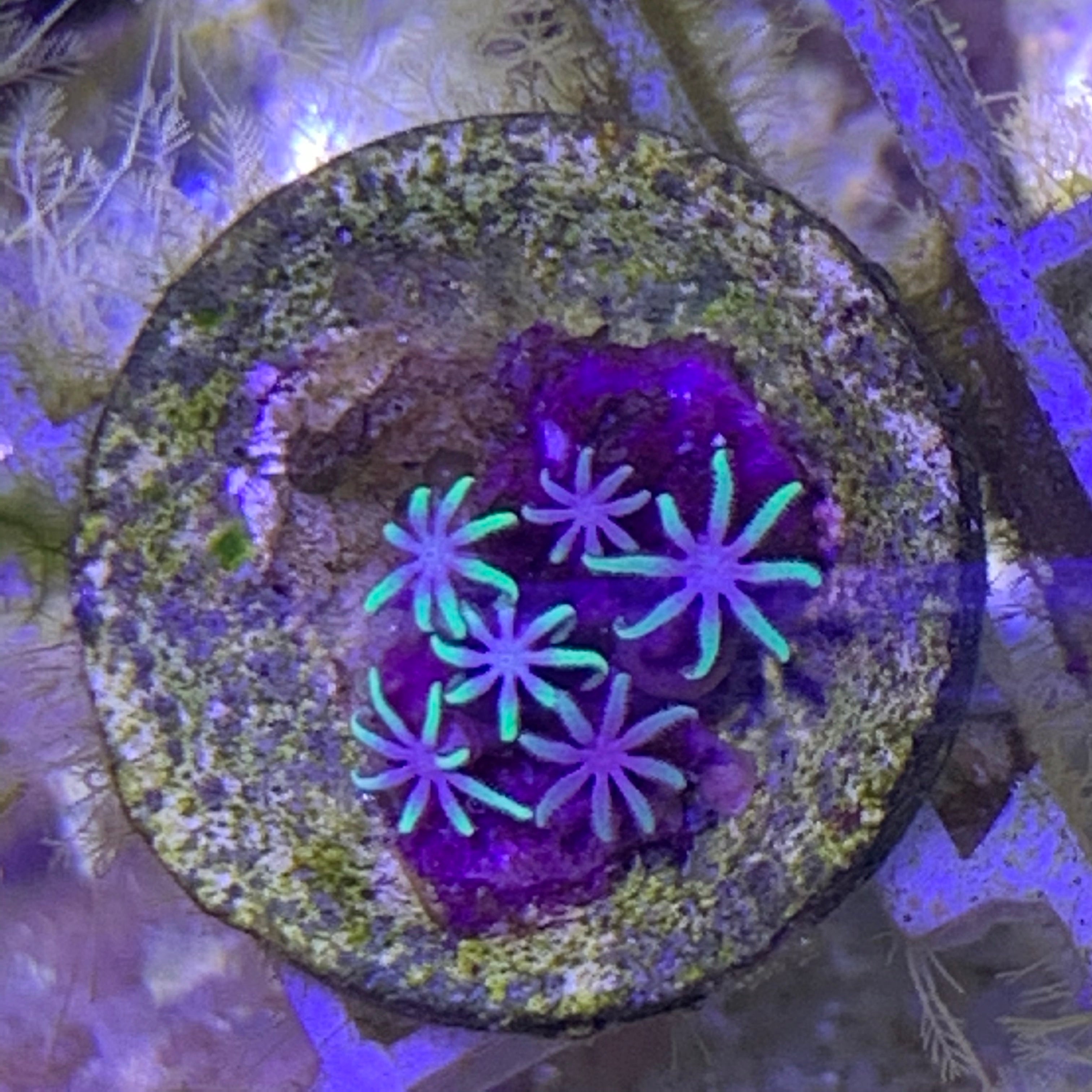Mini Pachyclavularia violacea Star Polyp (Standard Plug)
