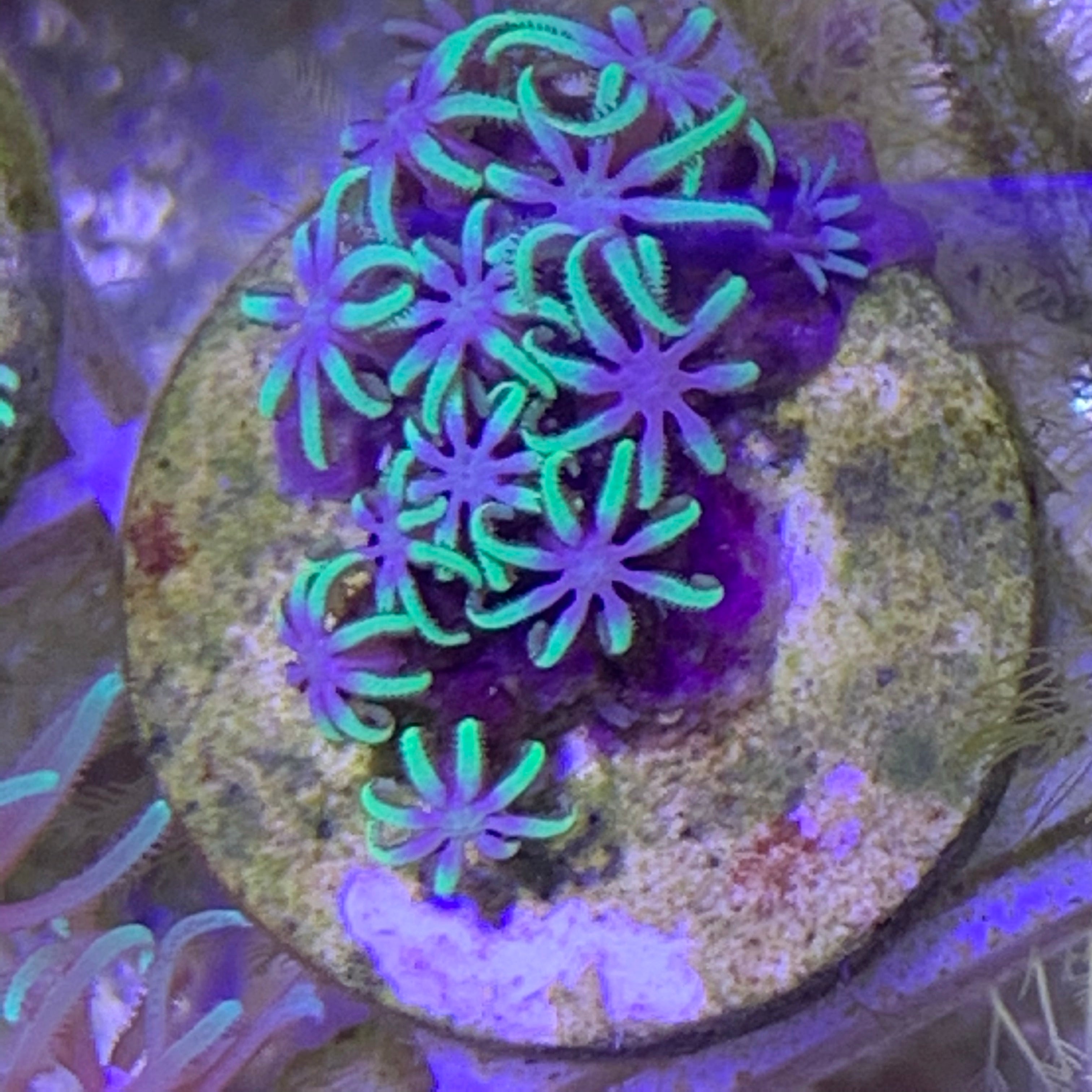 Mini Pachyclavularia violacea Star Polyp (Standard Plug)