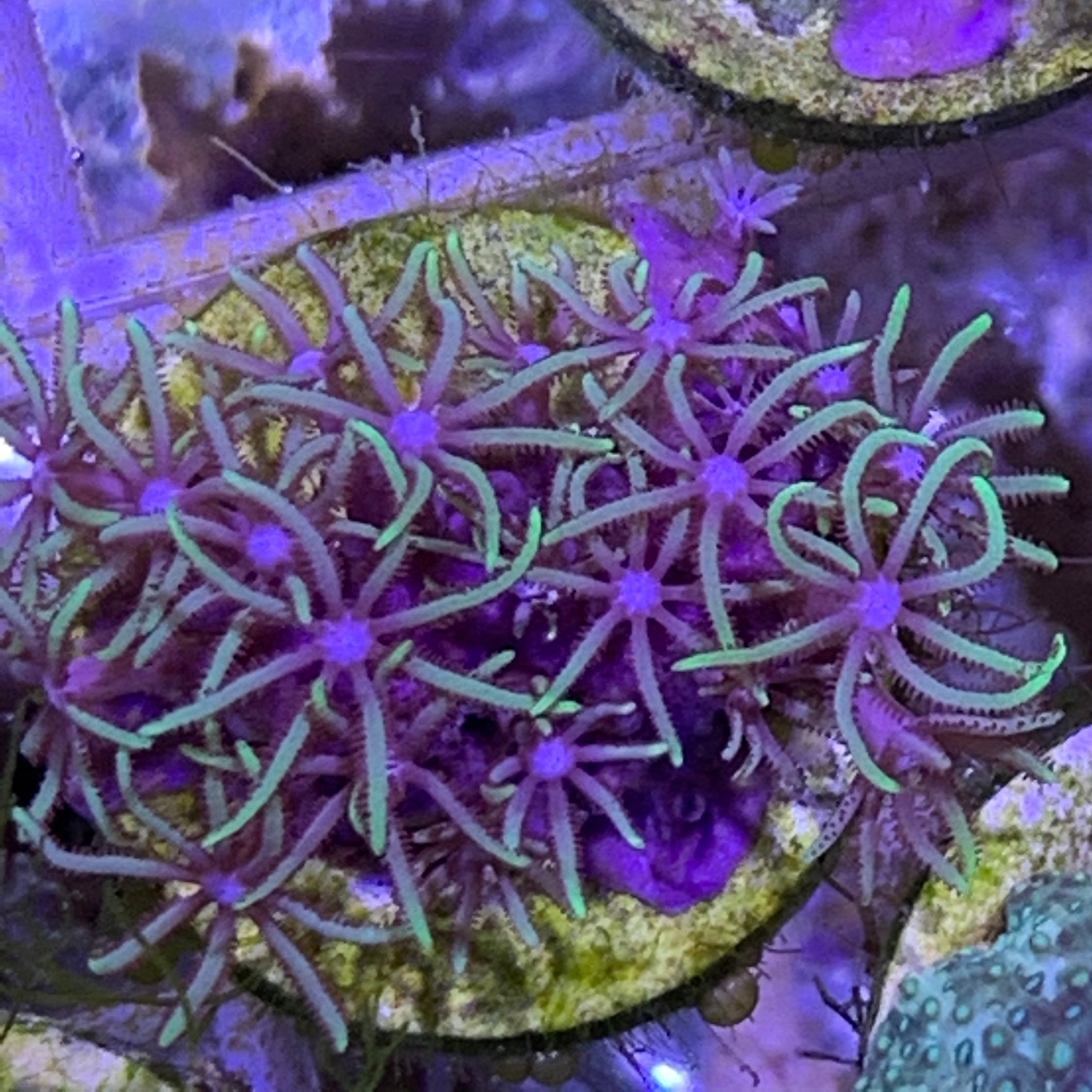 Pachyclavularia violacea Star Polyp (Standard Plug)
