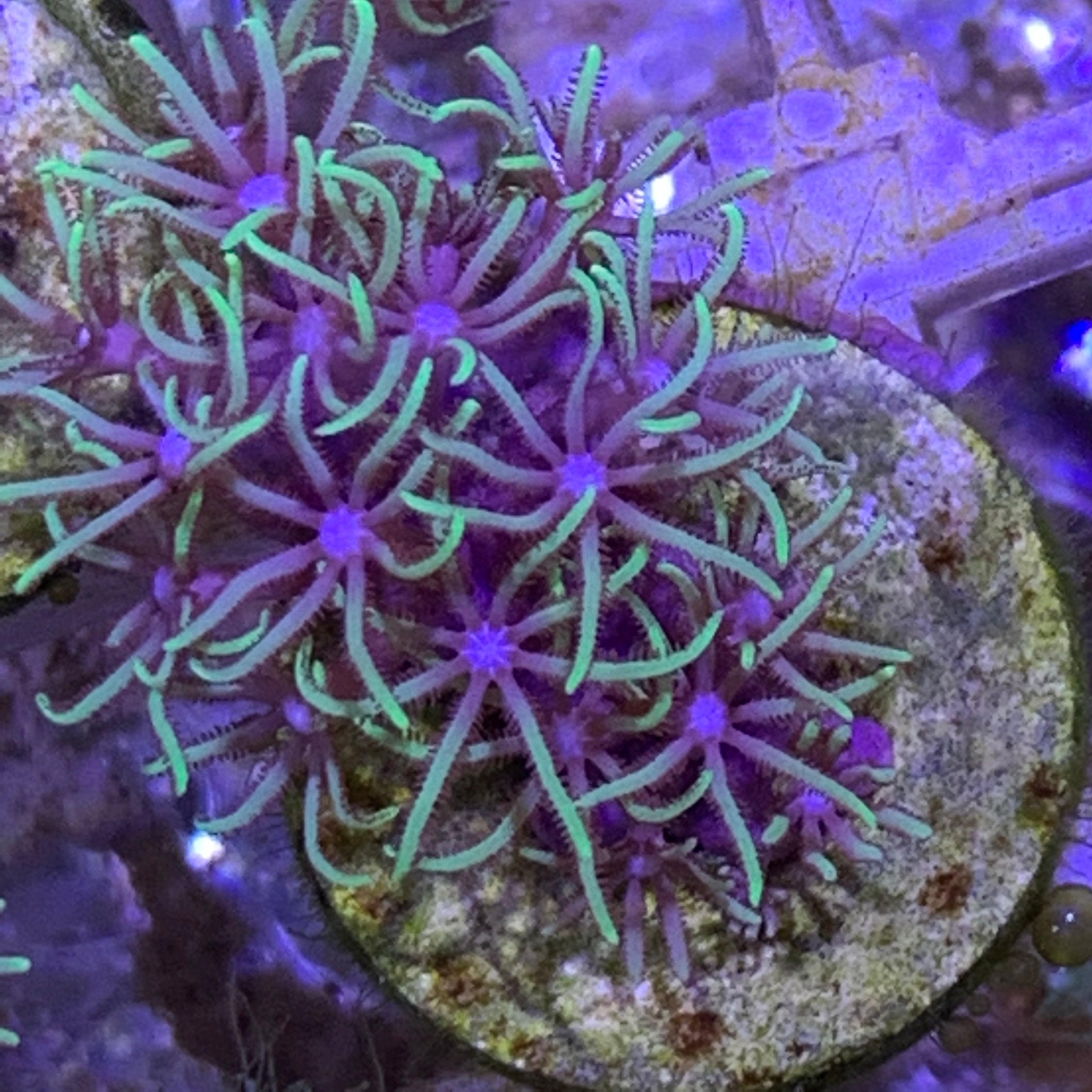 Pachyclavularia violacea Star Polyp (Standard Plug)