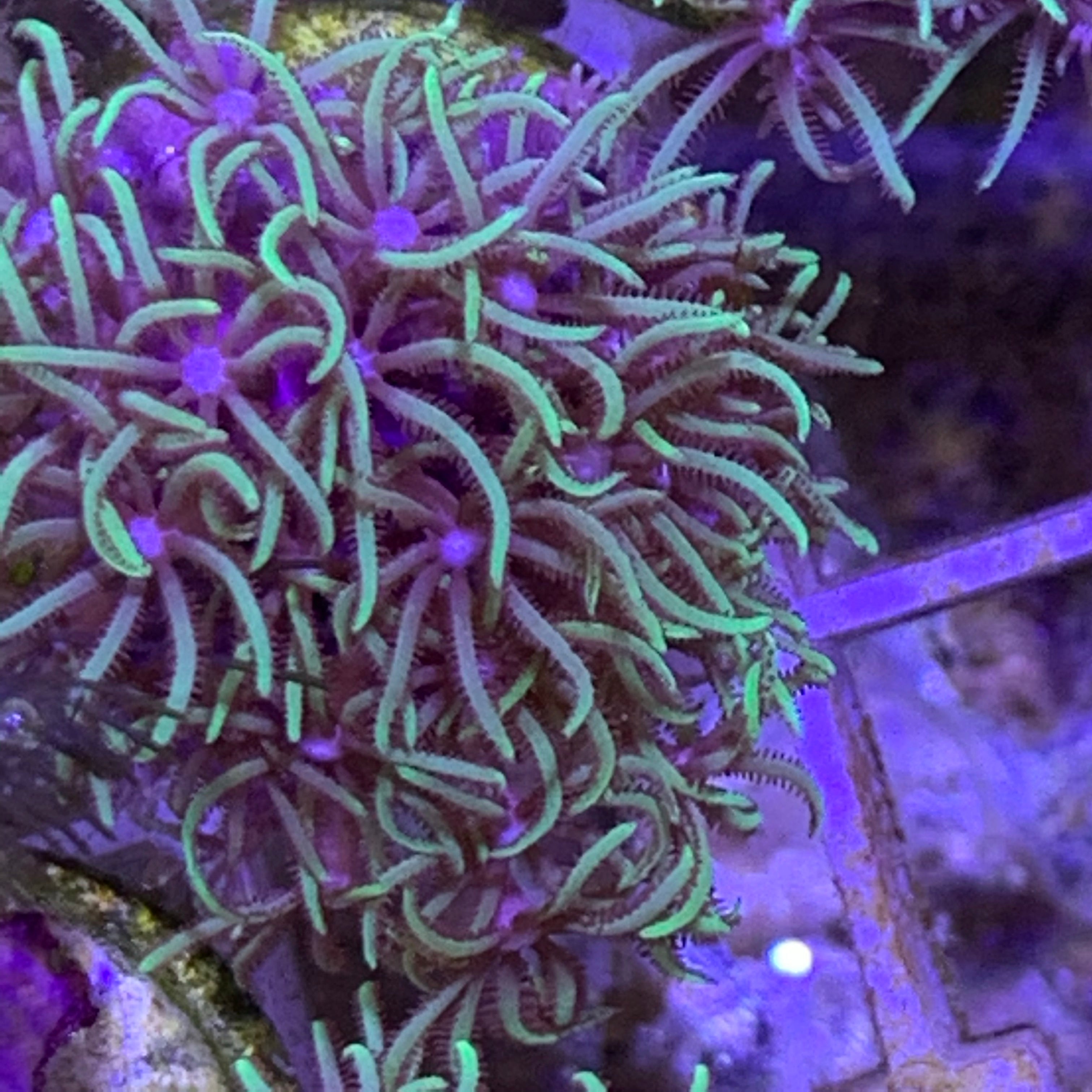 Pachyclavularia violacea Star Polyp (Standard Plug)