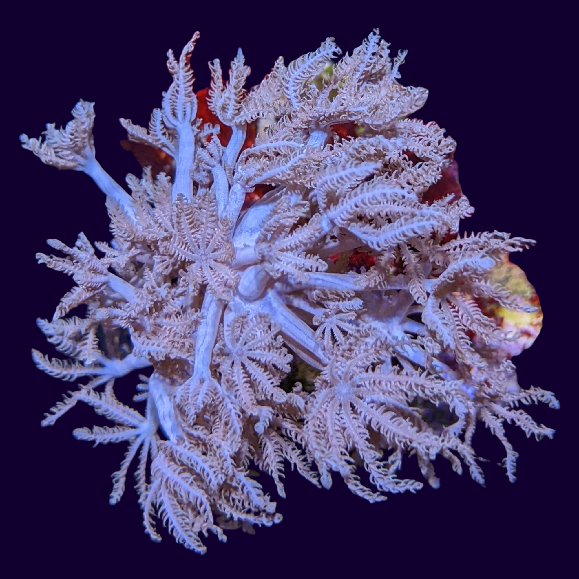 Pulsing Xenia Elongata (UK Grown)