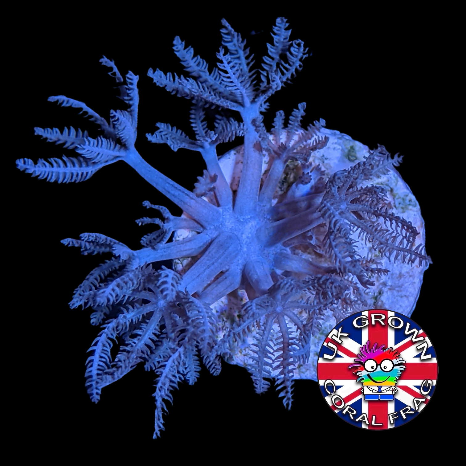 Pulsing Xenia Elongata (UK Grown)