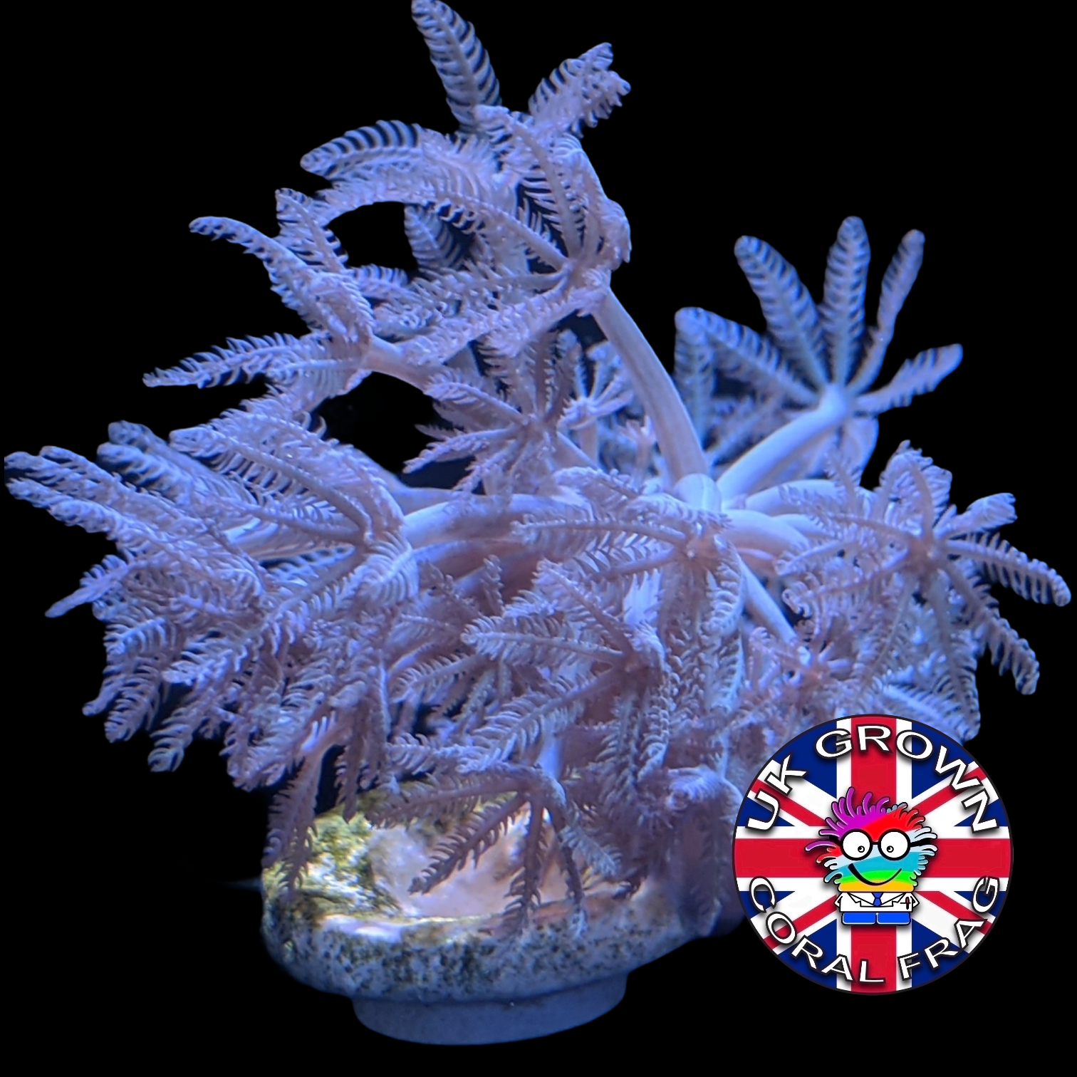 Pulsing Xenia Elongata (UK Grown)