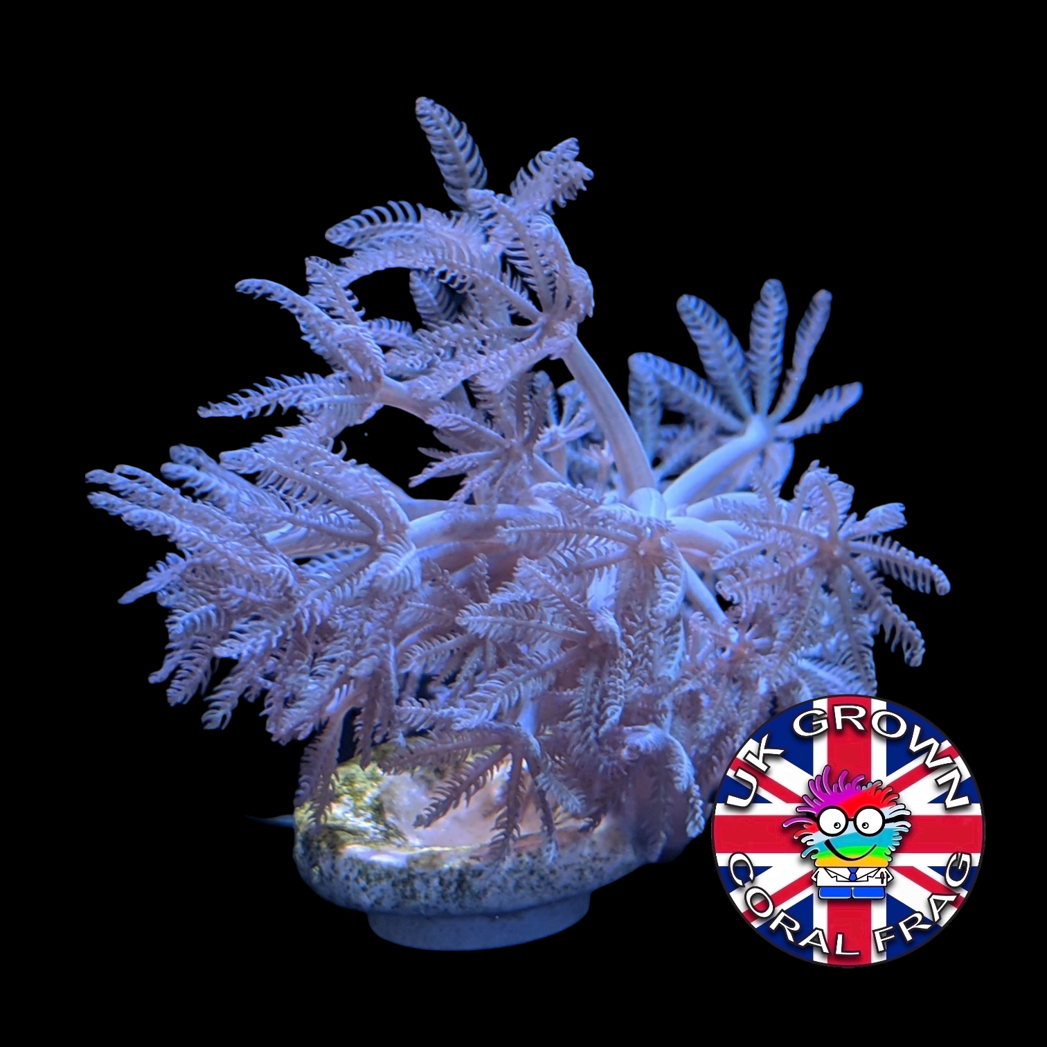 Pulsing Xenia Elongata (UK Grown)