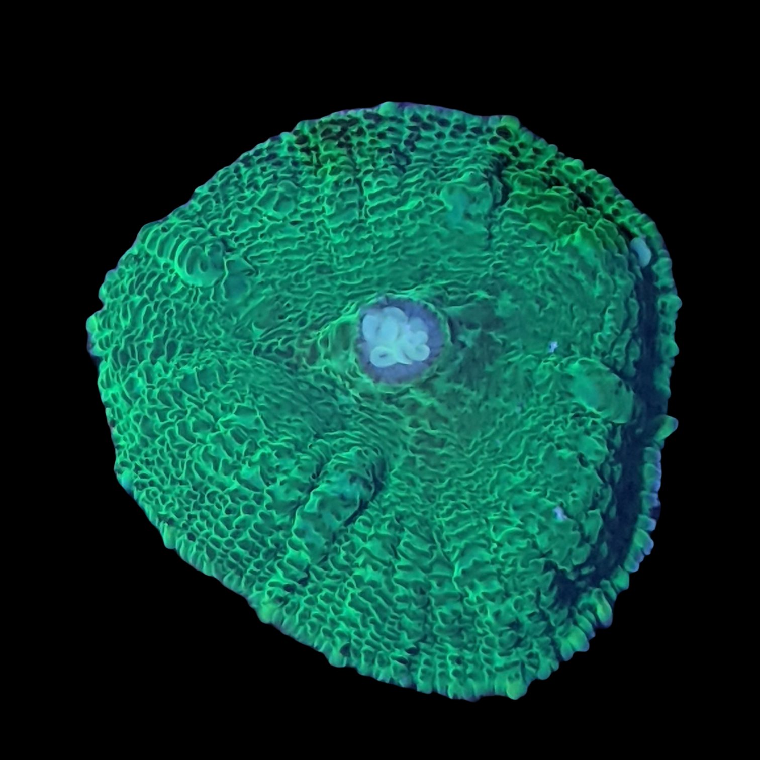 Rhodactis Indosinensis-Green Mushroom