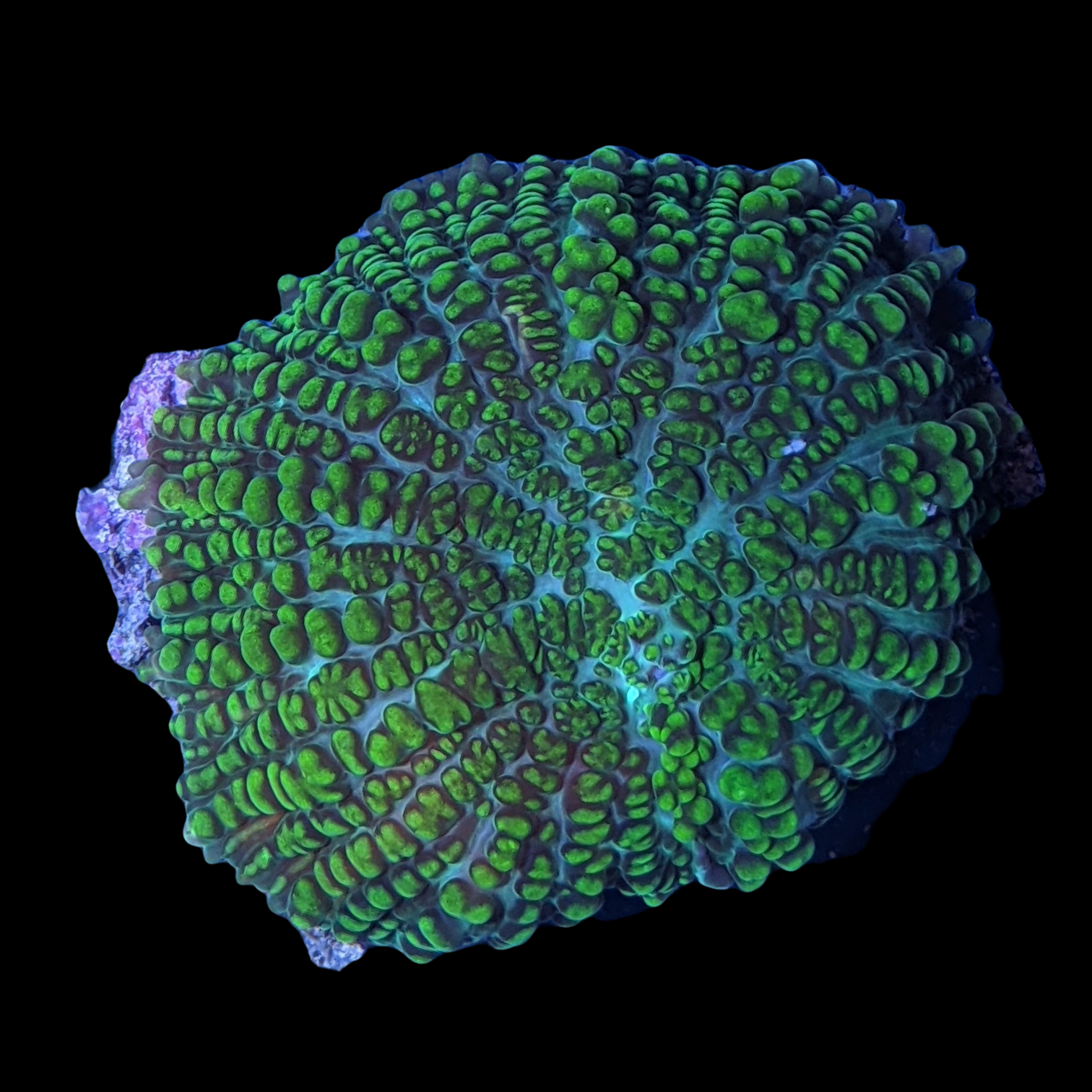 Rhodactis Indosinensis-Green Mushroom