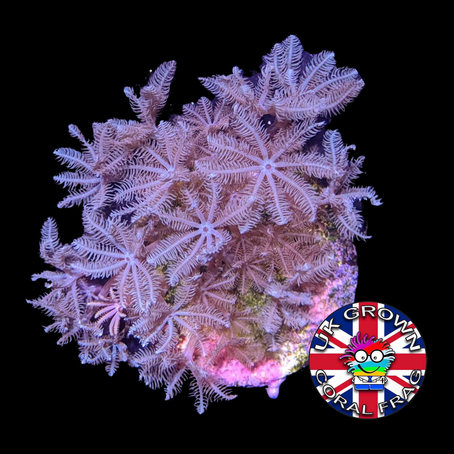 Xenia Umbellata (UK Grown)