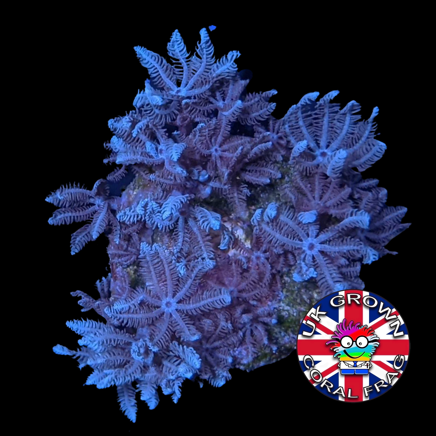 Xenia Umbellata (UK Grown)