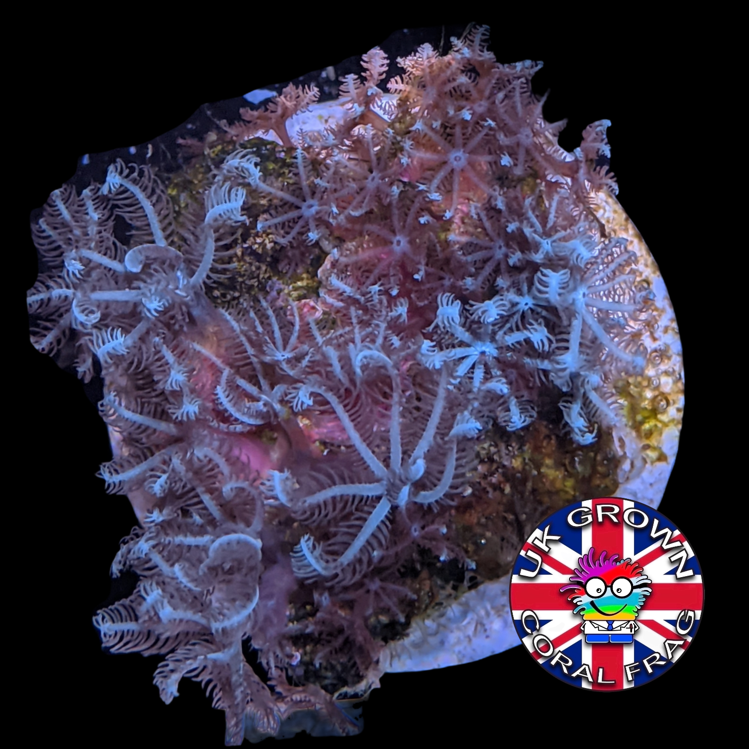 Xenia Umbellata (UK Grown)