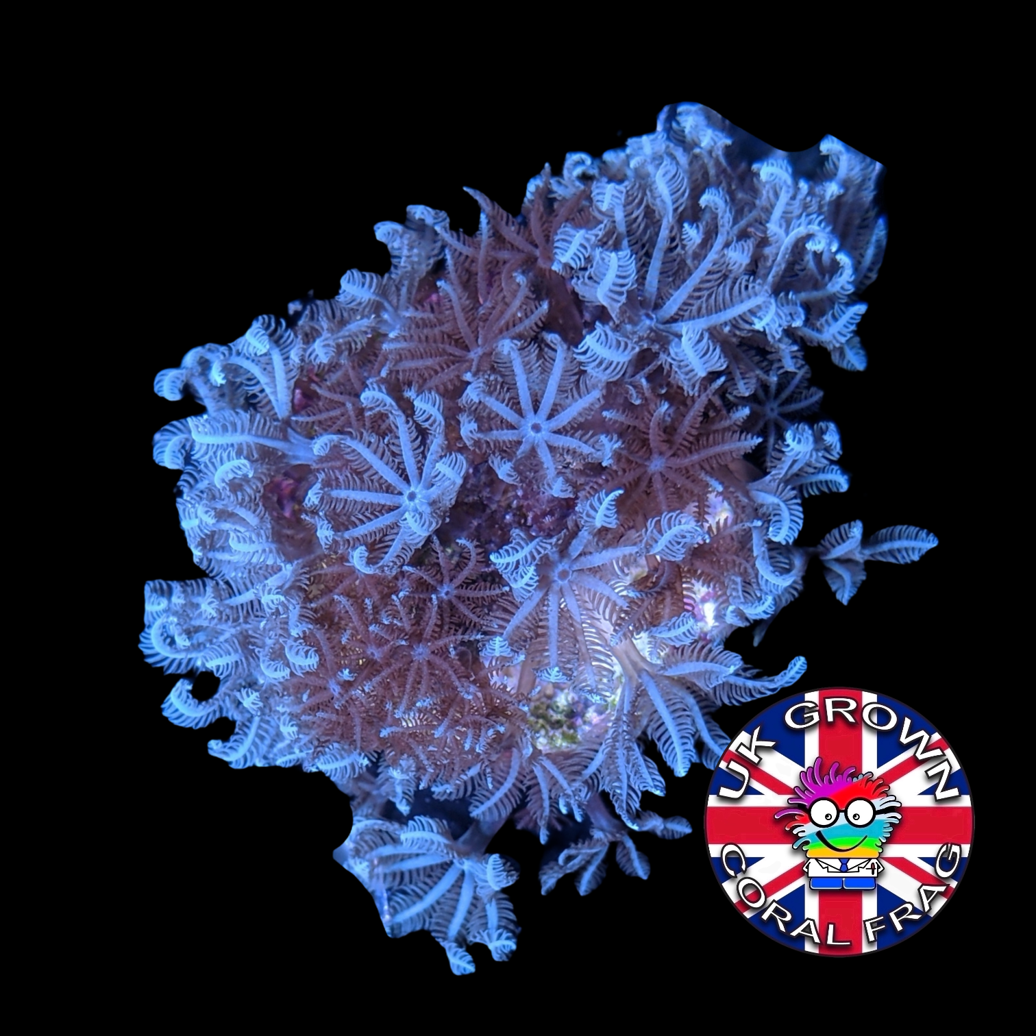 Xenia Umbellata (UK Grown)