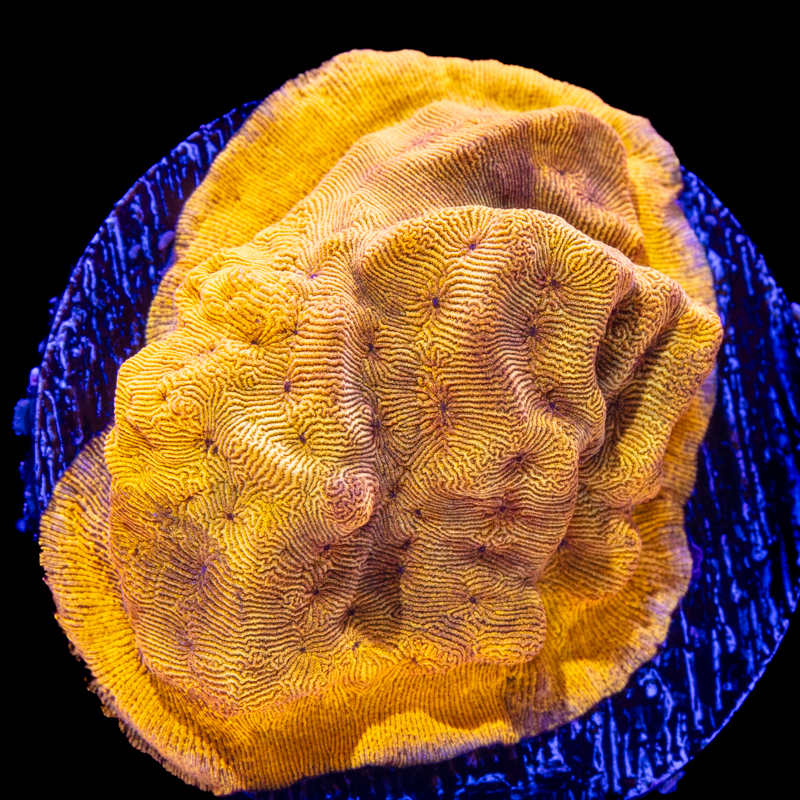 Leptoseris