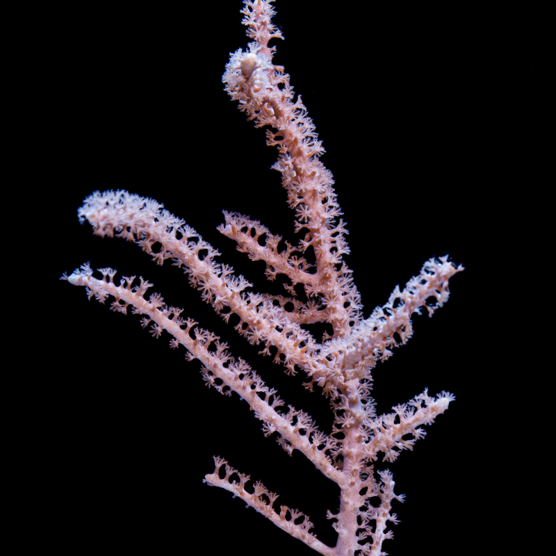 Gorgonia ventalina