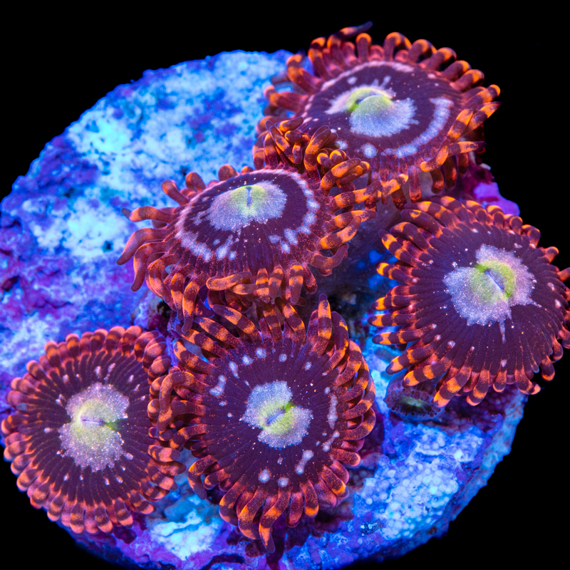 Zoanthus