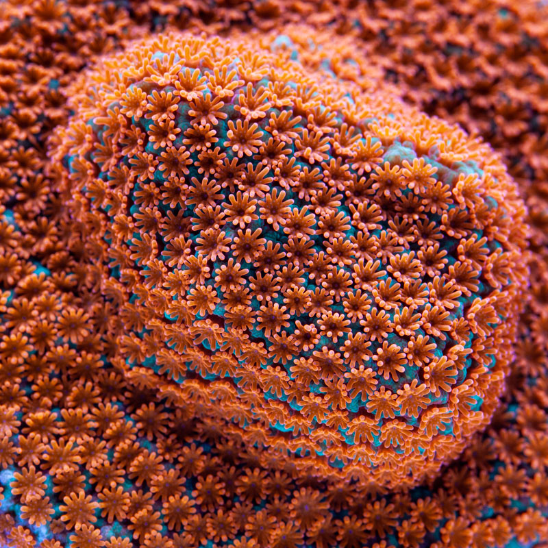 Montipora