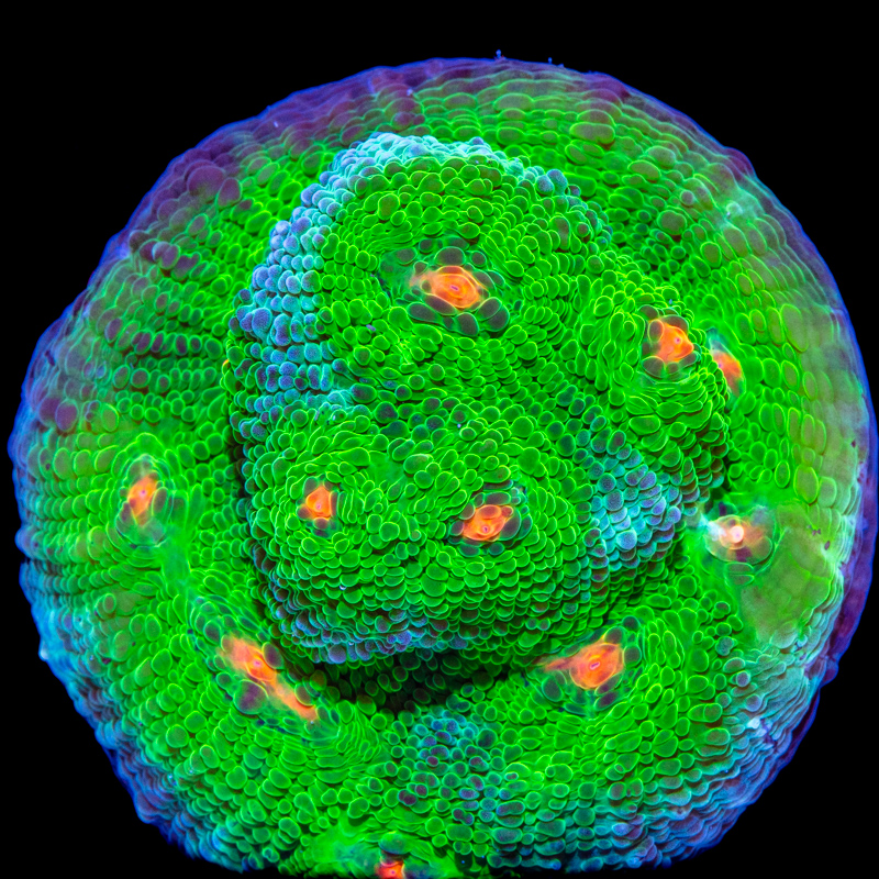 Echinophyllia