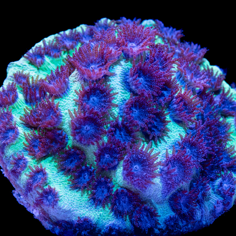 Cyphastrea decadia