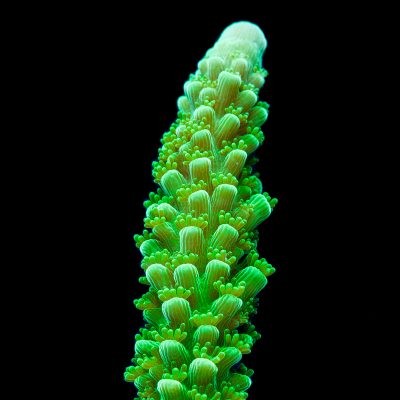 Acropora yongei