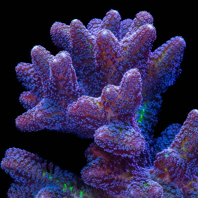 Seriatopora