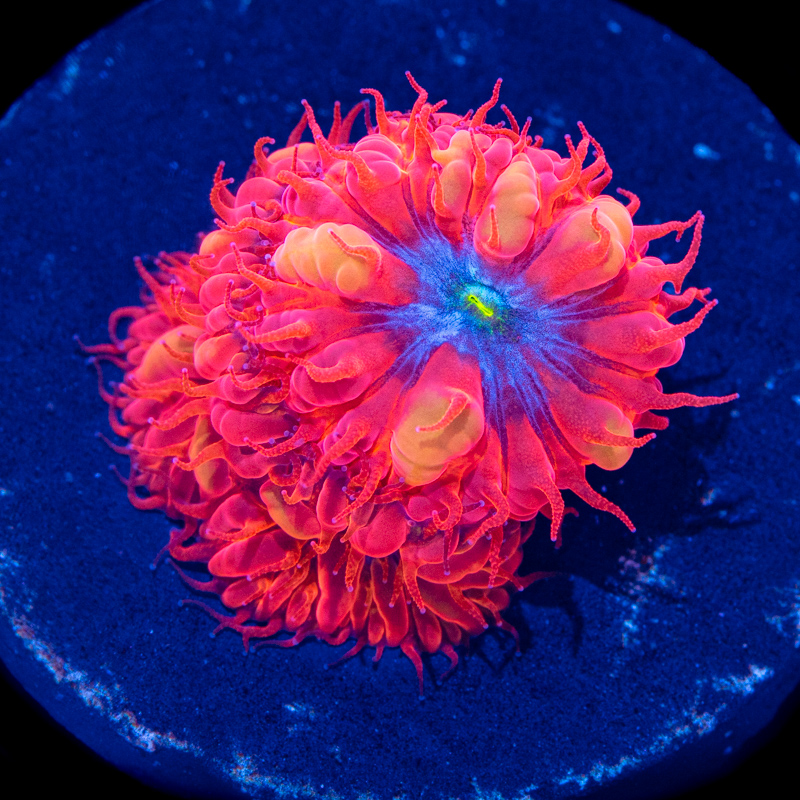 Blastomussa