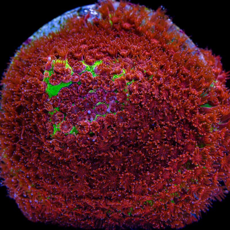Stylocoeniella