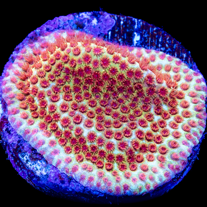Porites cylindrica