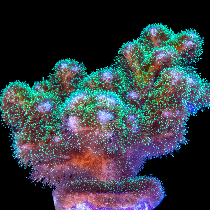 Pocillopora damicornis