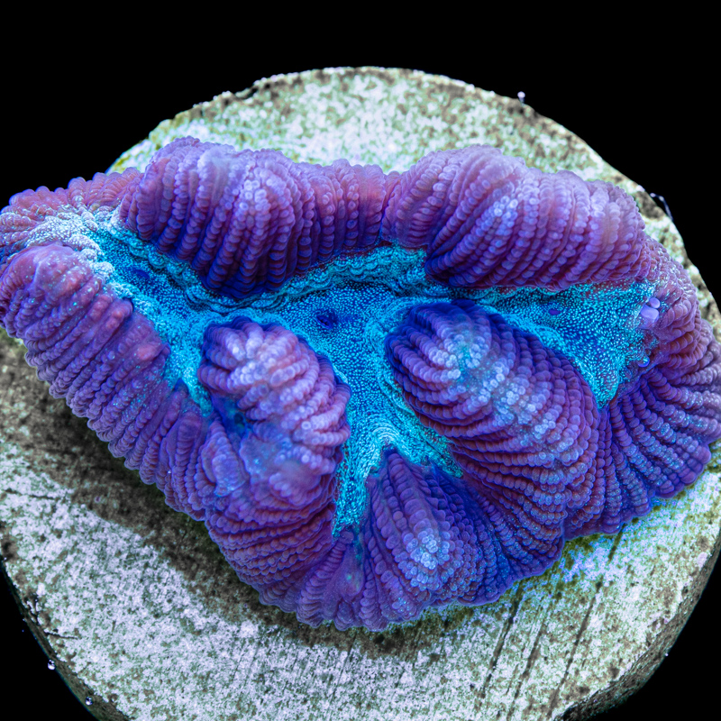 Platygyra daedalea