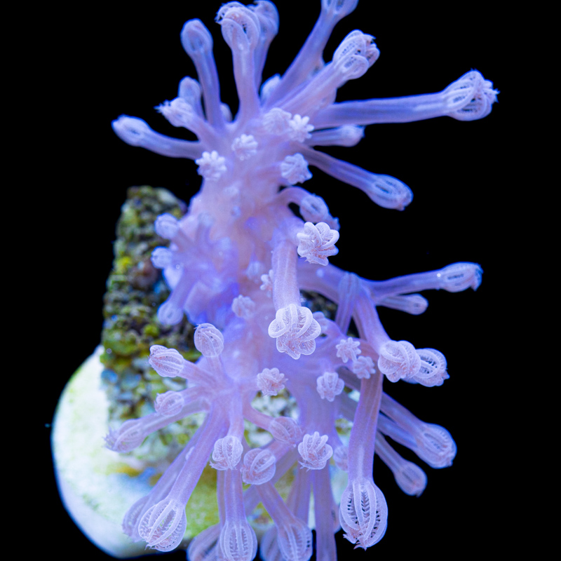 Cespitularia