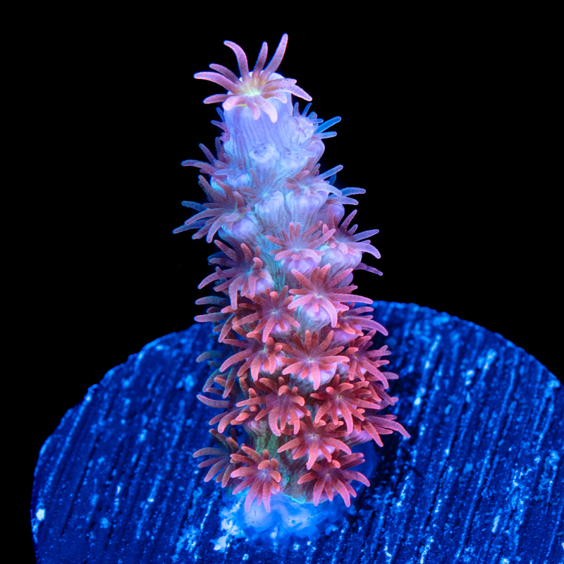 Acropora tenuis