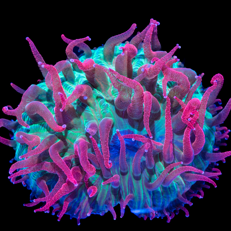 Fungia