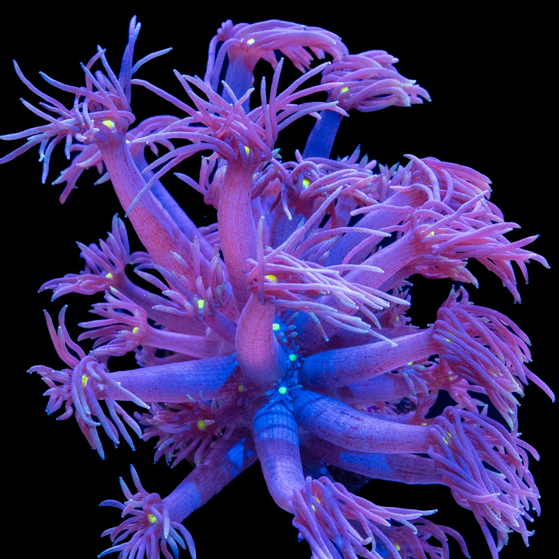 Goniopora