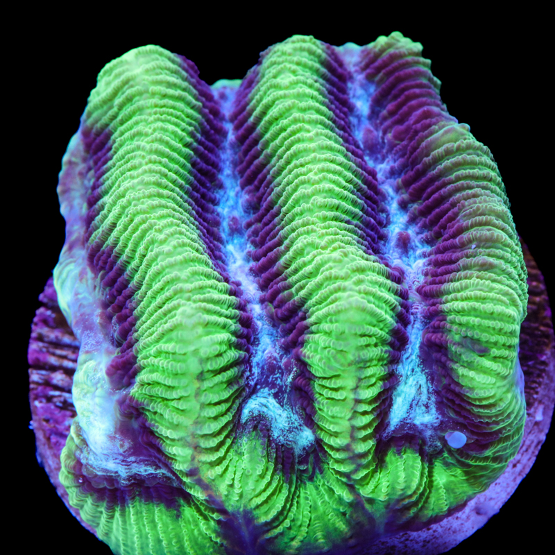 Platygyra daedalea
