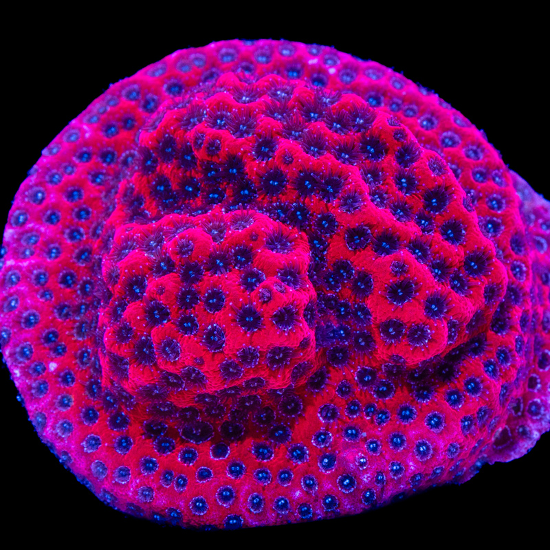 Porites cylindrica