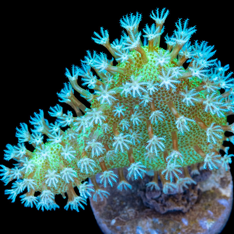 Lobophytum pauciflorum