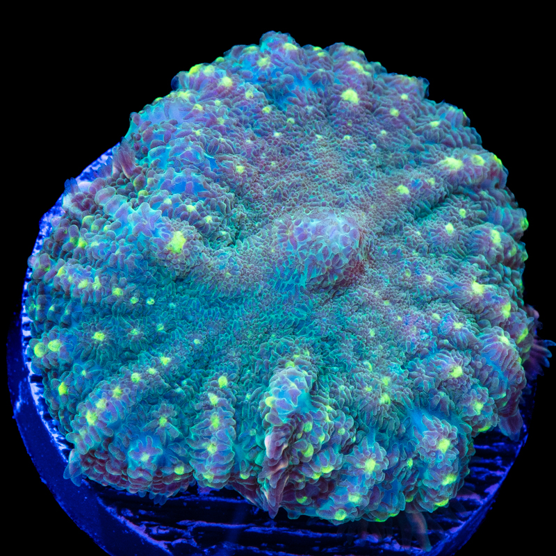 Discosoma nummiforme