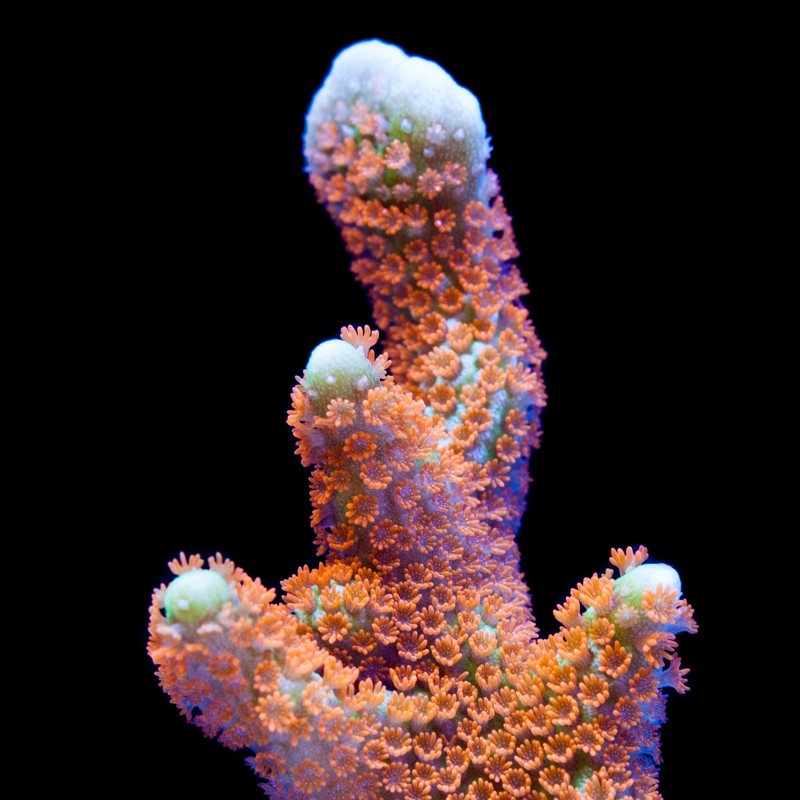 Montipora digitata