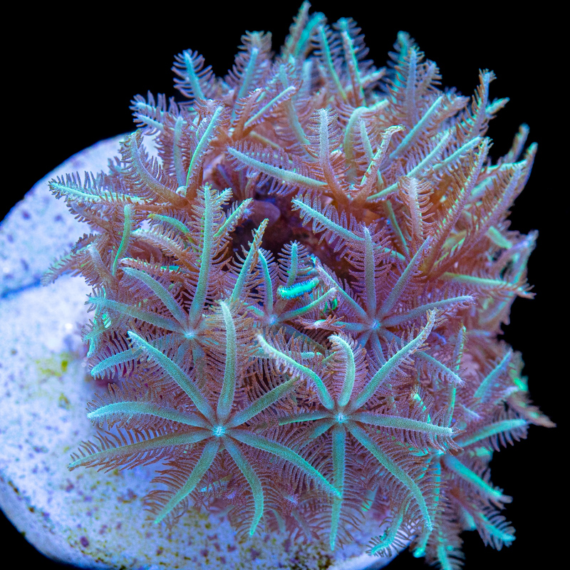 Clavularia viridis
