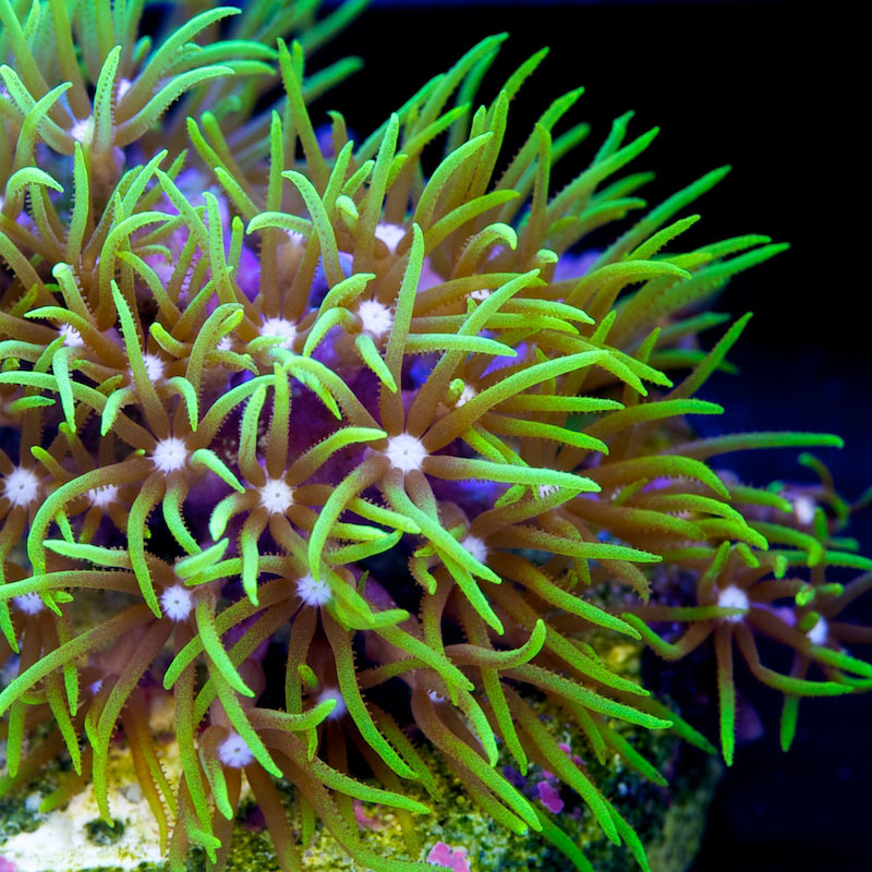 Pachyclavularia violacea
