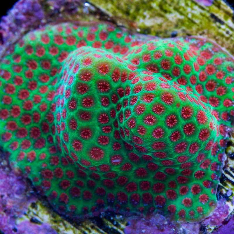 Porites cylindrica