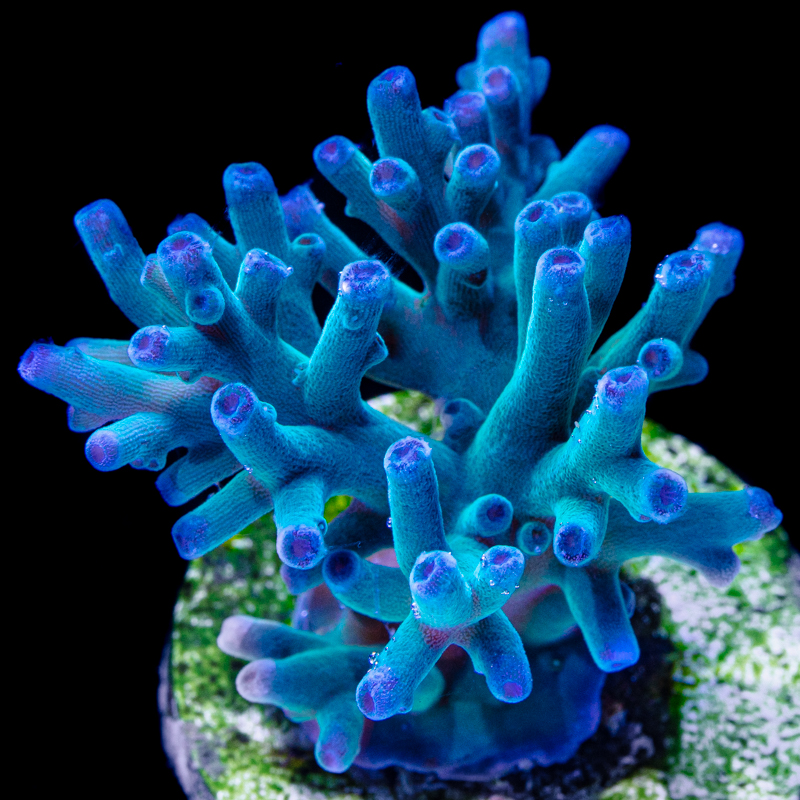 Acanthastrea echinata