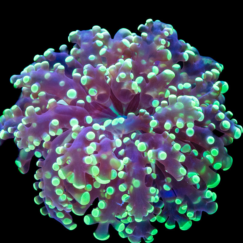 Euphyllia divisa