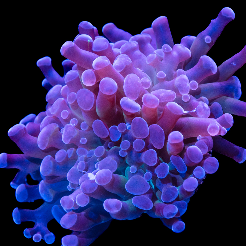 Euphyllia